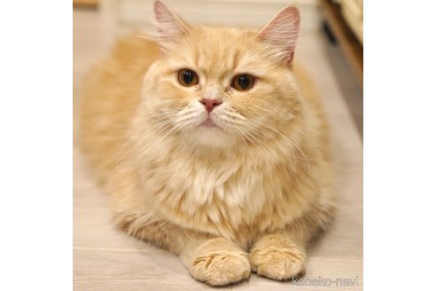 こむぎちゃん1枚目